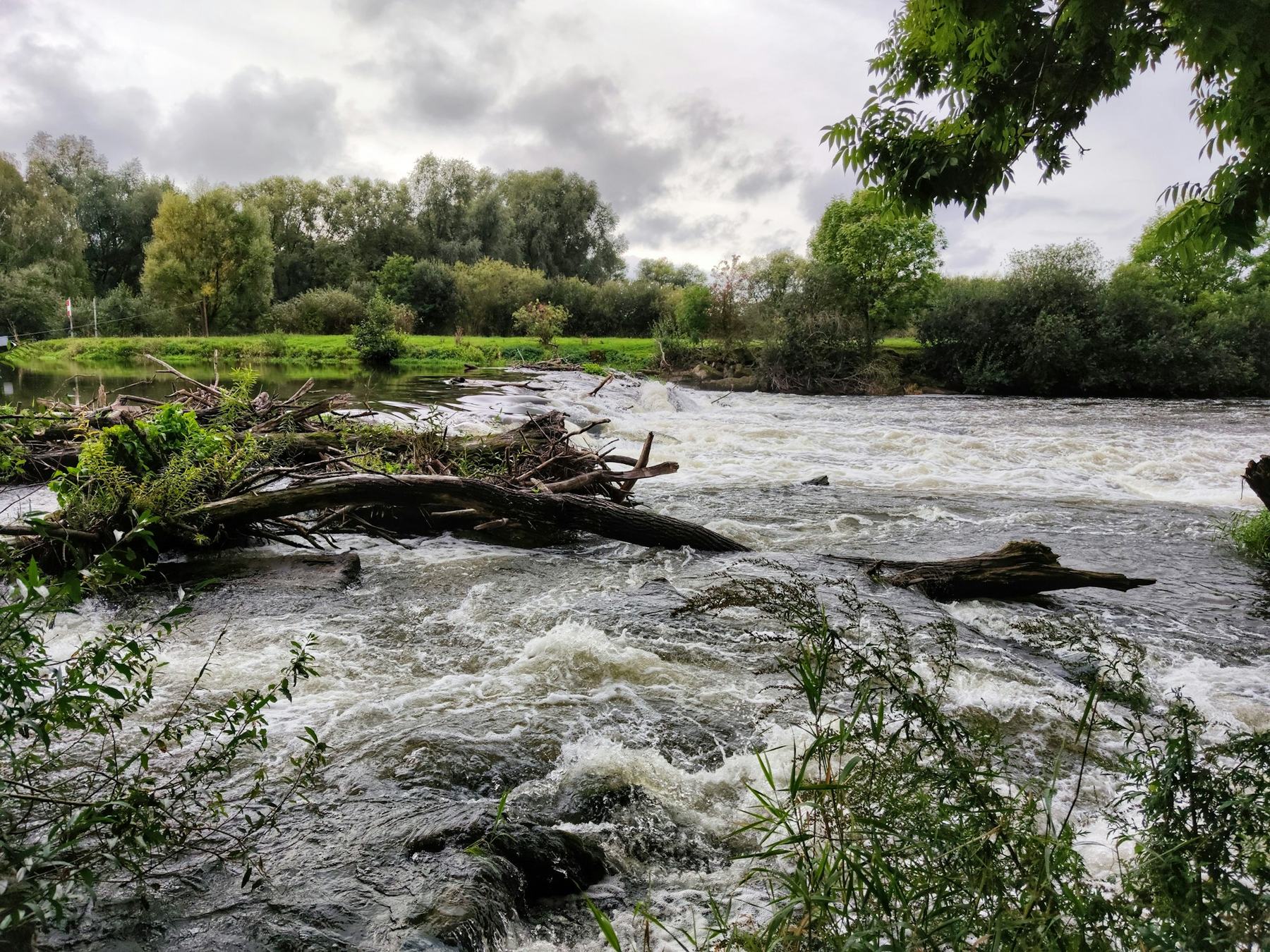 Fallen trees and debris in a fast, swollen river